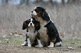 CAVALIER KING CHARLES 810